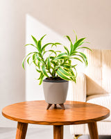 Song of India Plant