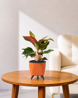 Aglaonema Lipstick