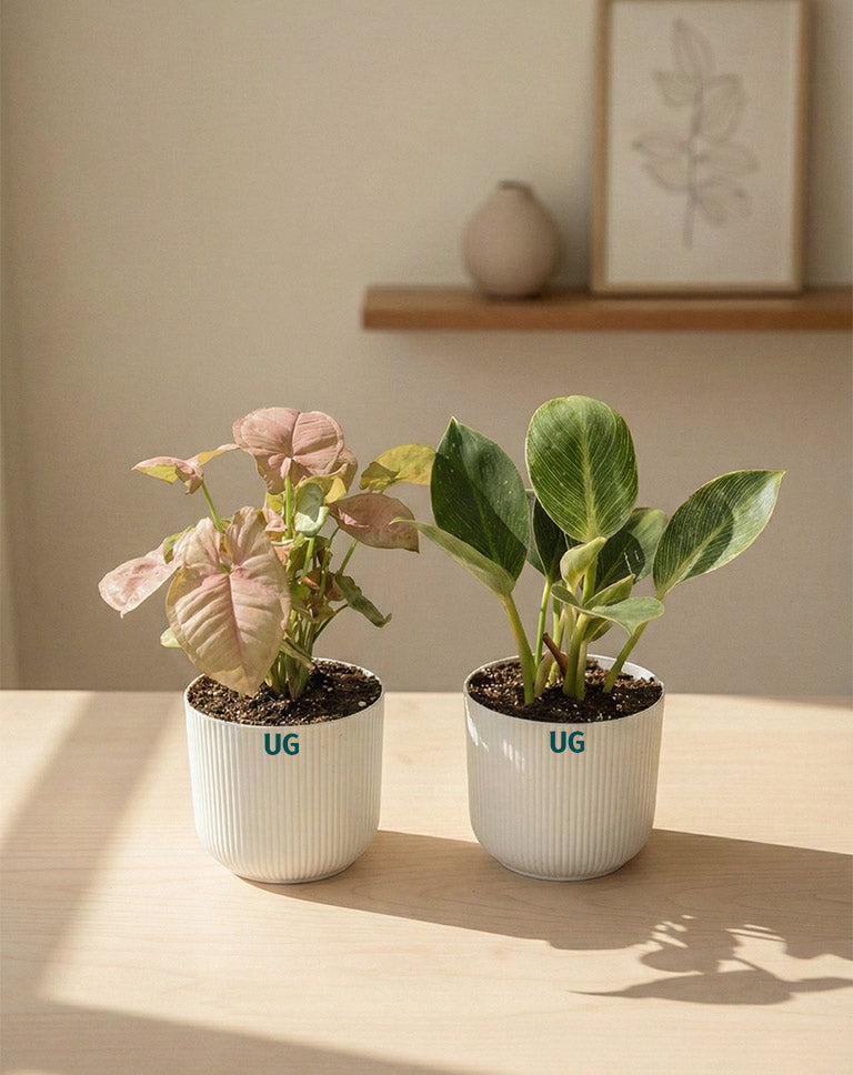 Syngonium and Birkin Plant Combo