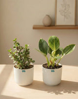 Birkin and Jade Plant Combo