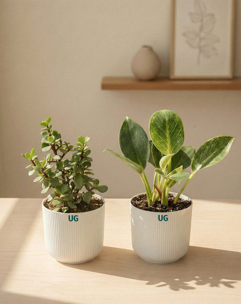 Birkin and Jade Plant Combo