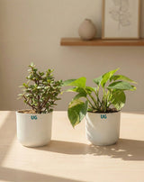 Jade and Money Plant Combo