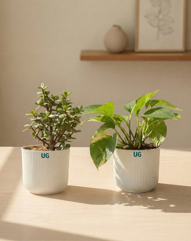 Jade and Money Plant Combo