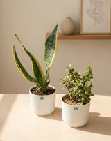 Jade and Snake Plant Combo