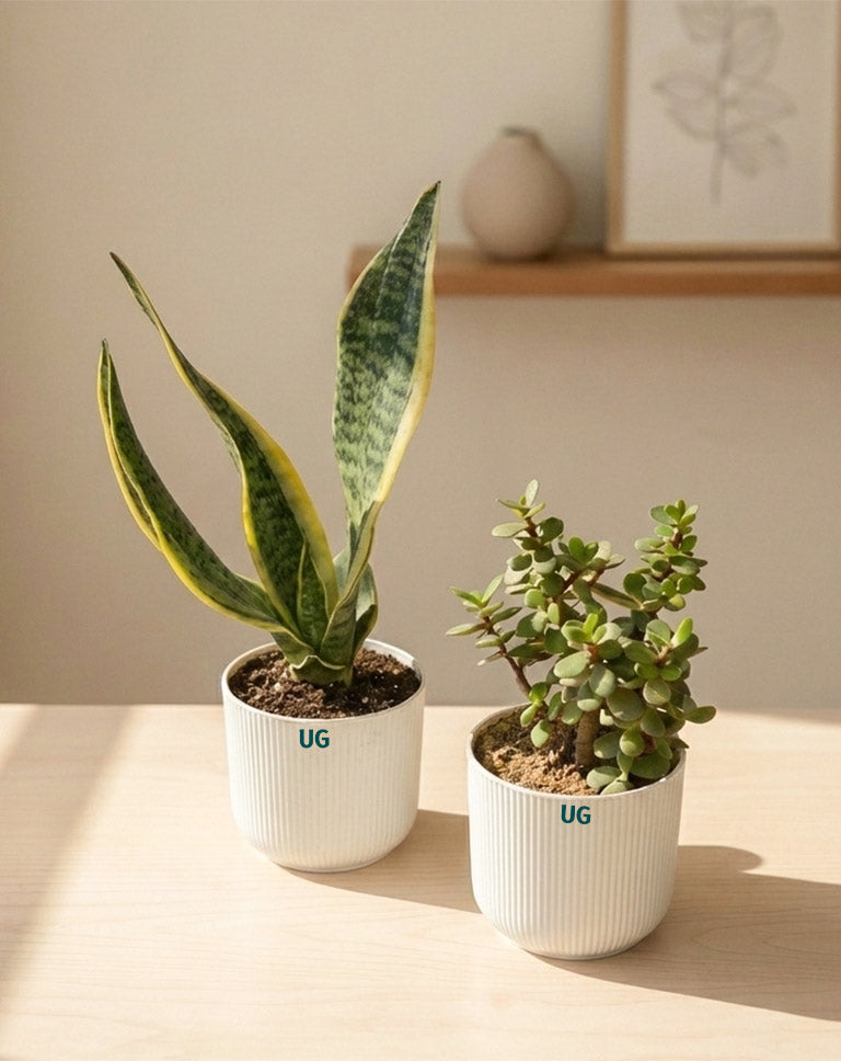 Jade and Snake Plant Combo