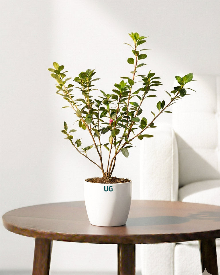 buy flowering online