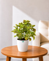 Coleus Green Plant