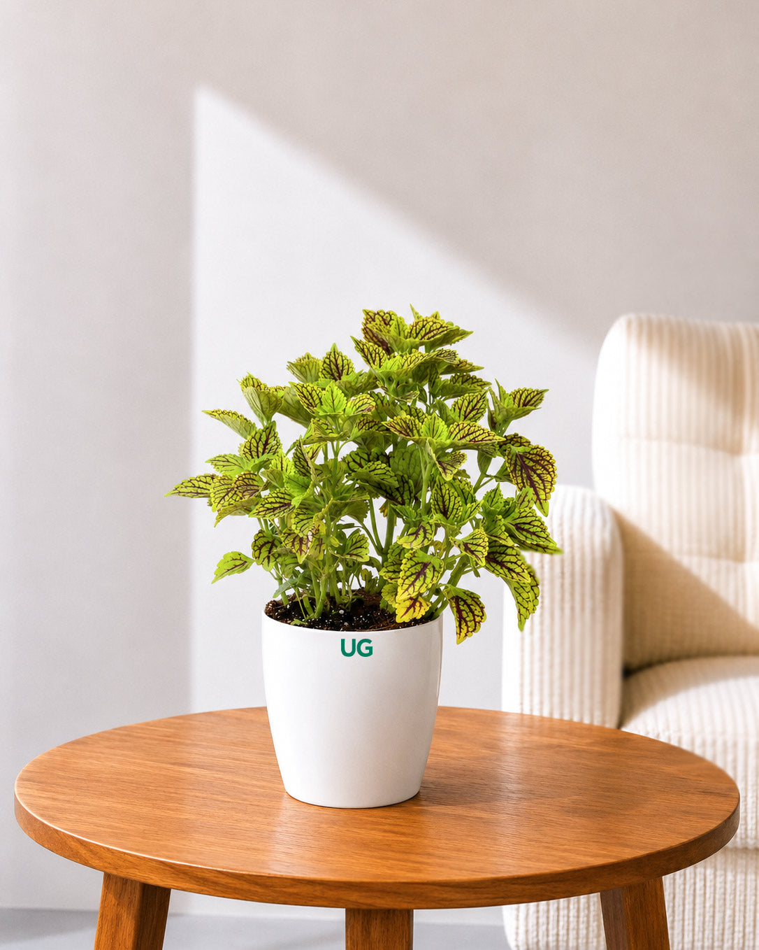 Coleus Green Plant