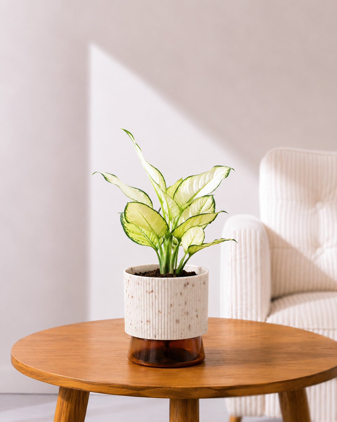 Aglaonema Super White In Self Watering Pot