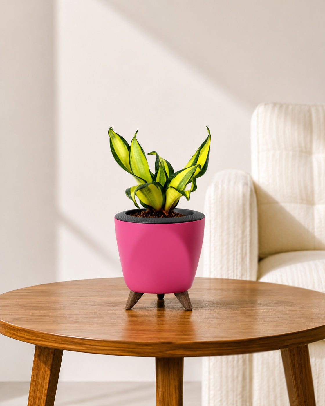 Twist Snake Plant in Self Watering Pot