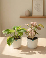 Syngonium and Money Plant Combo