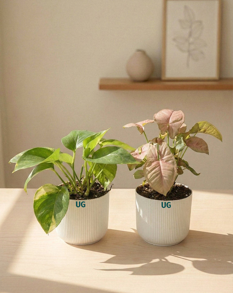 Syngonium and Money Plant Combo