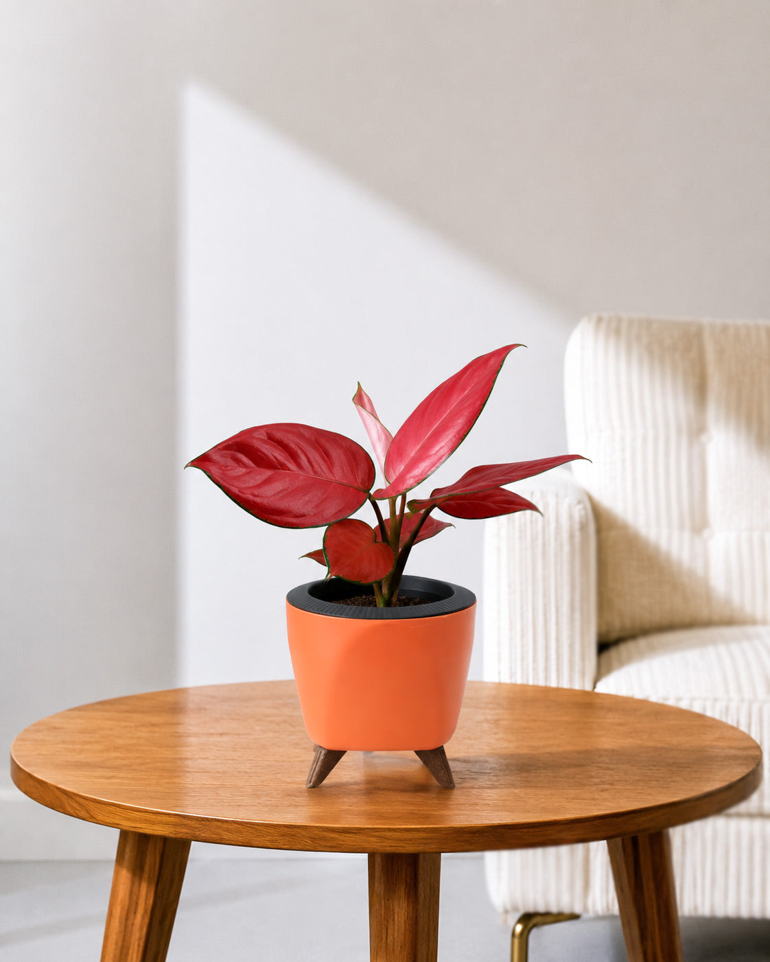 Aglaonema Red Valentine in Self Watering Planter