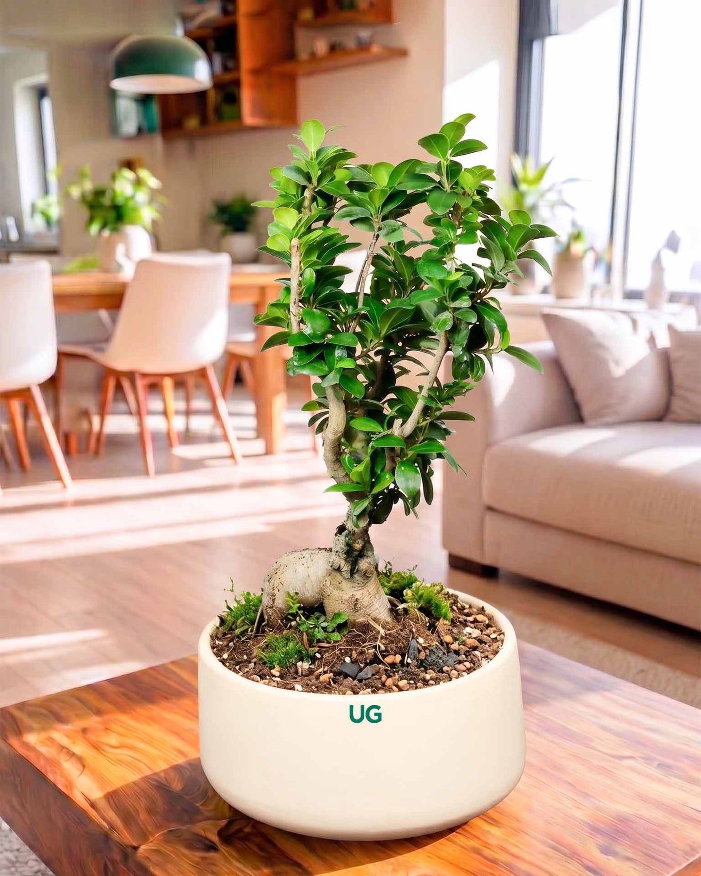 Ficus Ginseng Bonsai in ceramic pot (Large)