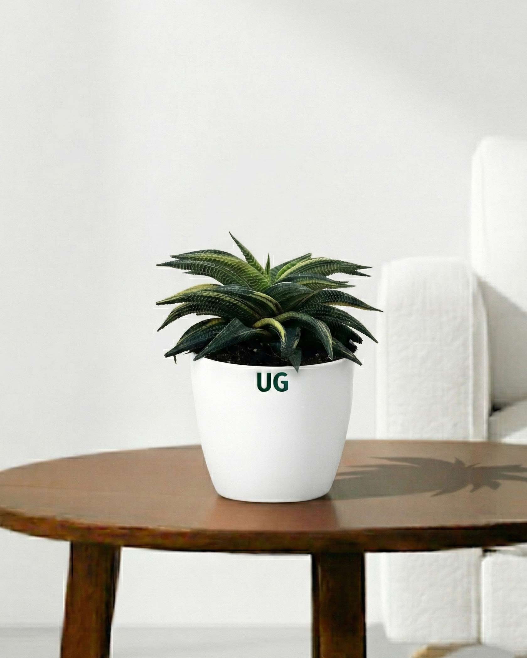 Variegated Fairy Washboard | Haworthia limifolia variegata