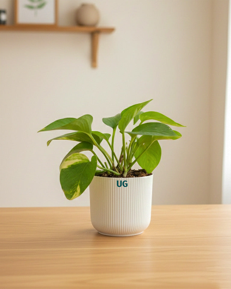 Jade, Birkin, Snake and Money Plant Combo