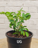 Clitoria Ternatea - Aparajita Double