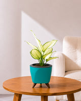 Aglaonema Super White In Self Watering Pot