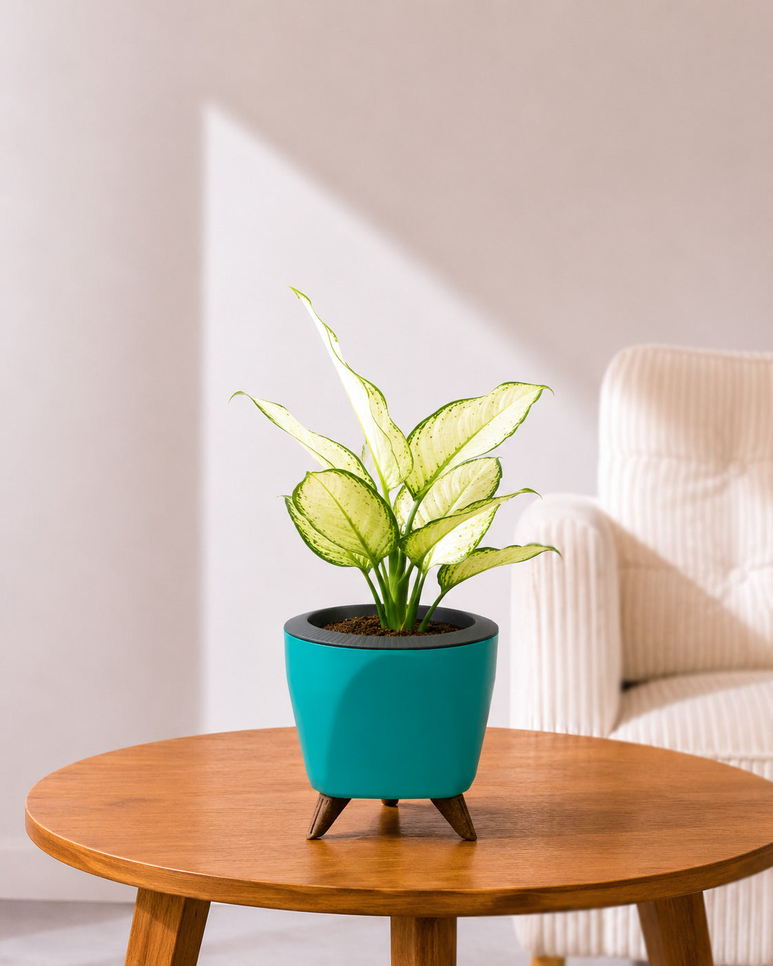 Aglaonema Super White In Self Watering Pot