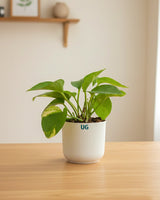 Syngonium and Money Plant Combo