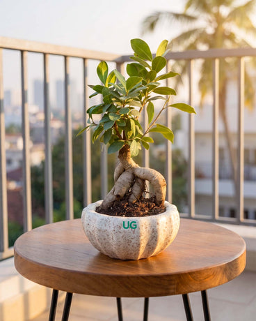 Buy Outdoor Plants Online at Lowest Price- Unlimited Greens   unlimitedgreens