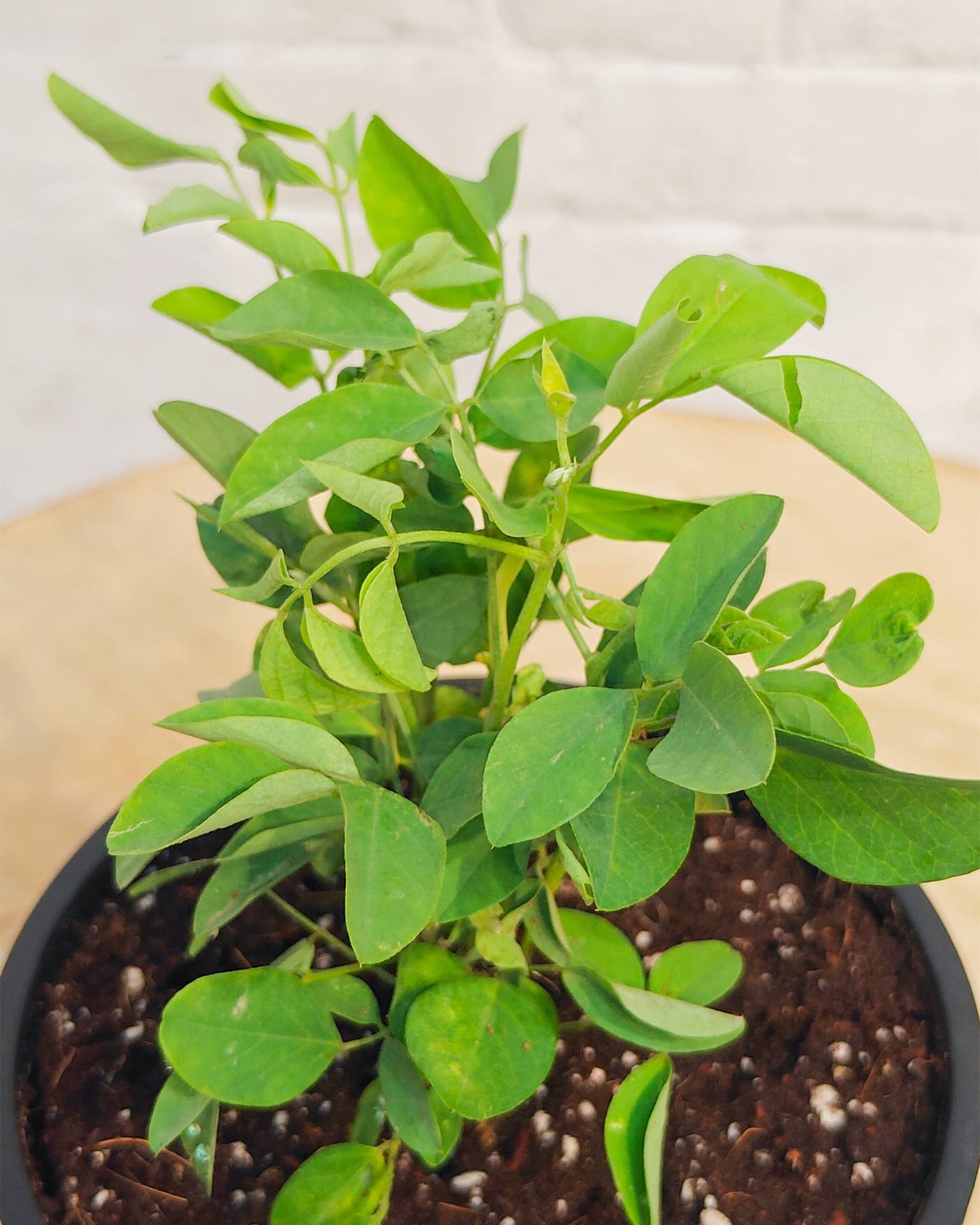 Clitoria Ternatea - Aparajita Double
