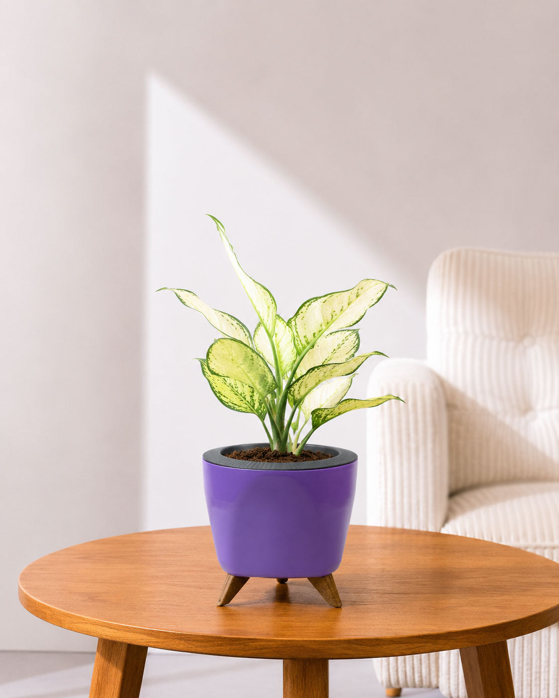 Aglaonema Super White In Self Watering Pot