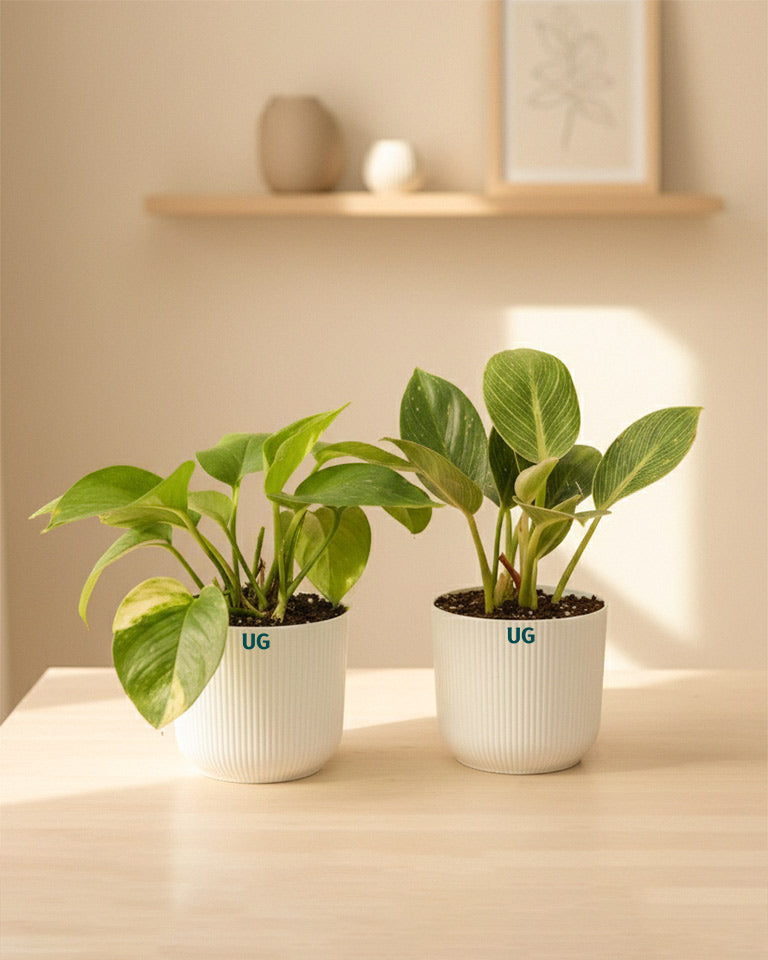 Birkin and Money Plant Combo