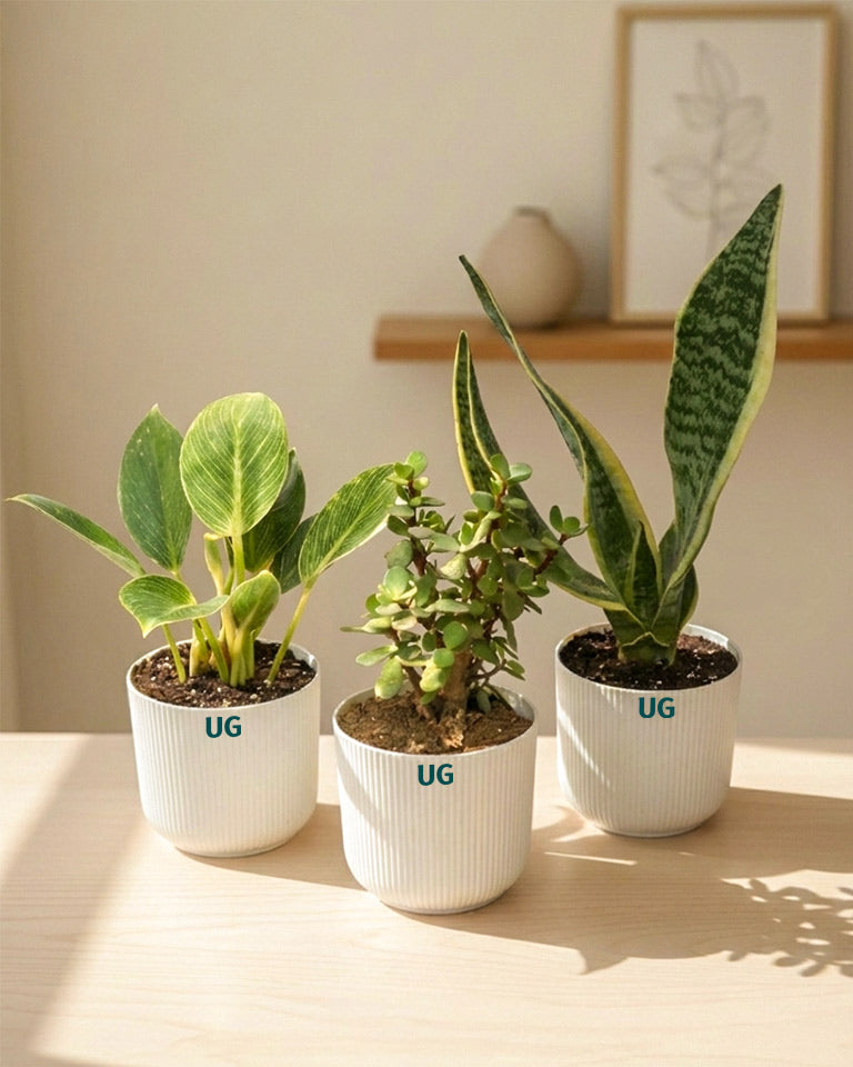 Snake, Jade and Birkin Combo