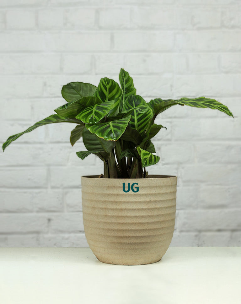 Calathea Zebrina