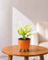 Aglaonema Super White In Self Watering Pot