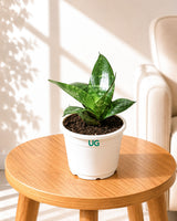 Sansevieria Snake Plant