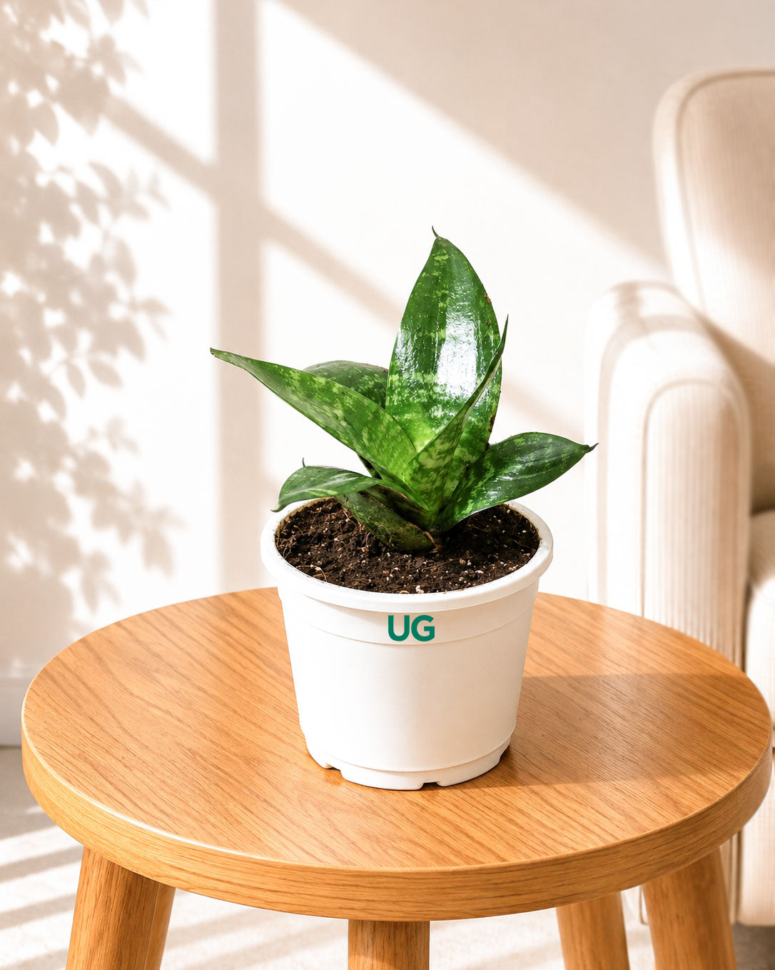 Sansevieria Snake Plant