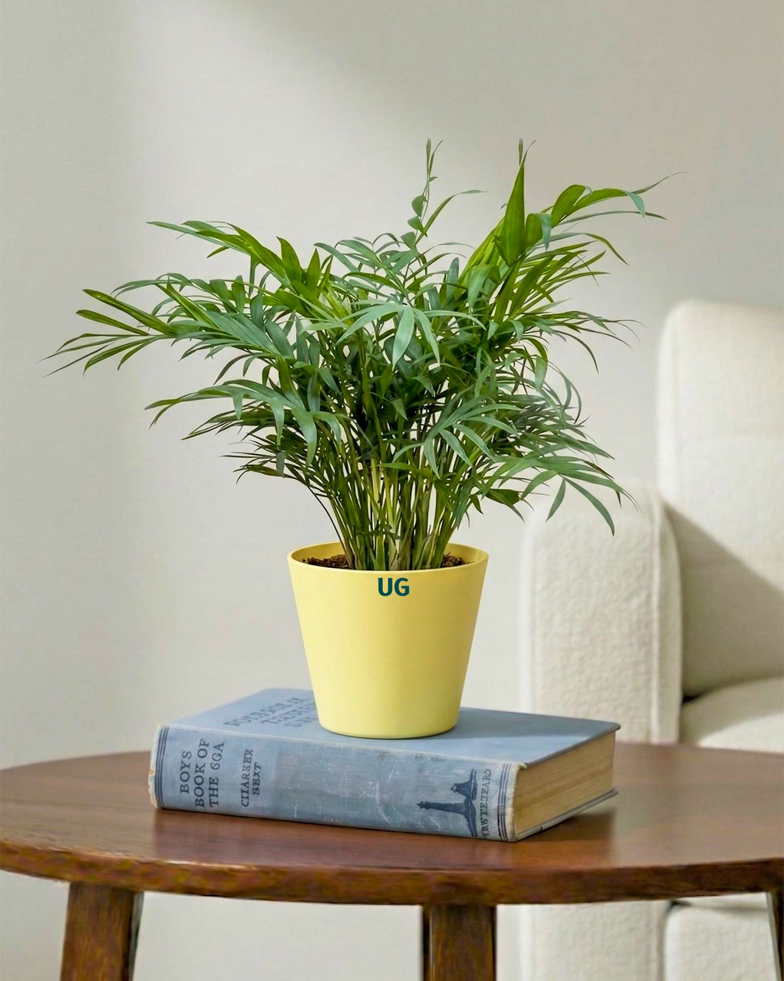 Chamaedorea Elegans Palm Plant