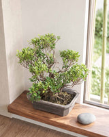 Ficus Tiger Bark Bonsai