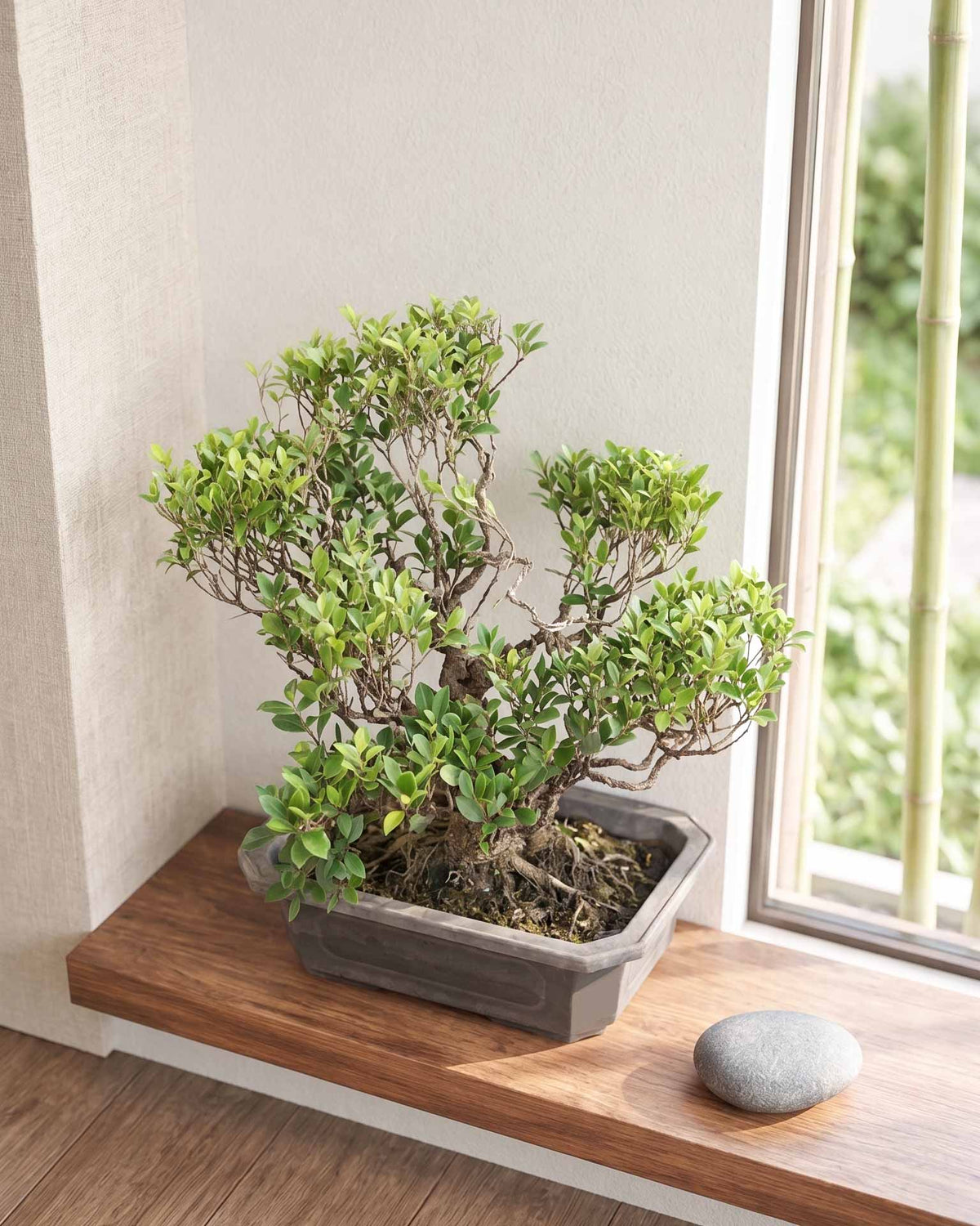 Ficus Tiger Bark Bonsai