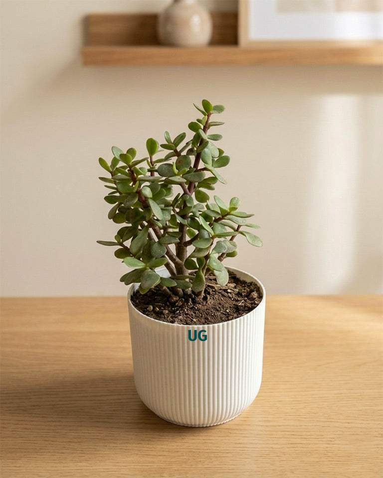 Jade and Money Plant Combo