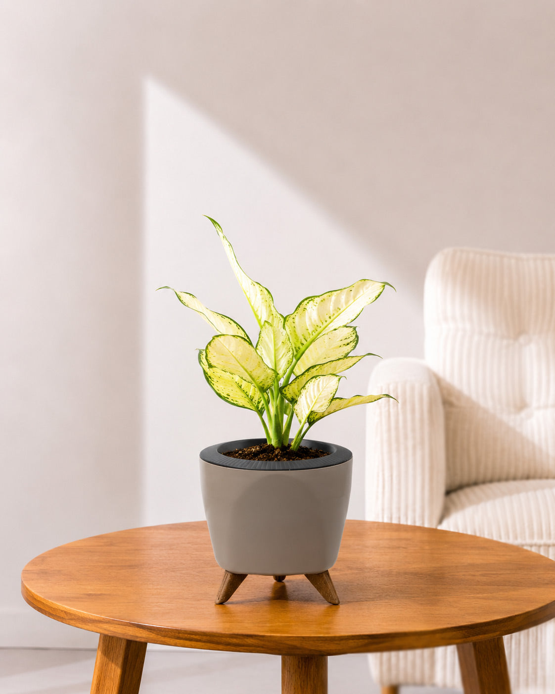 Aglaonema Super White In Self Watering Pot