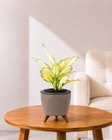 Aglaonema Super White In Self Watering Pot