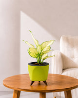 Aglaonema Super White In Self Watering Pot
