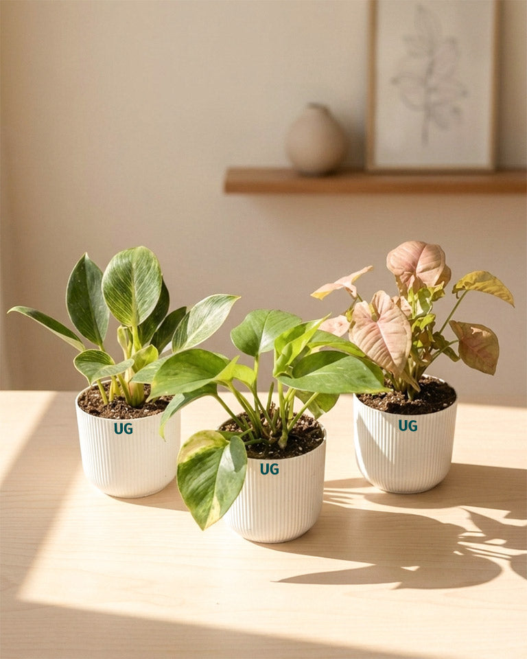 Birkin, Syngonium and Money Plant Combo