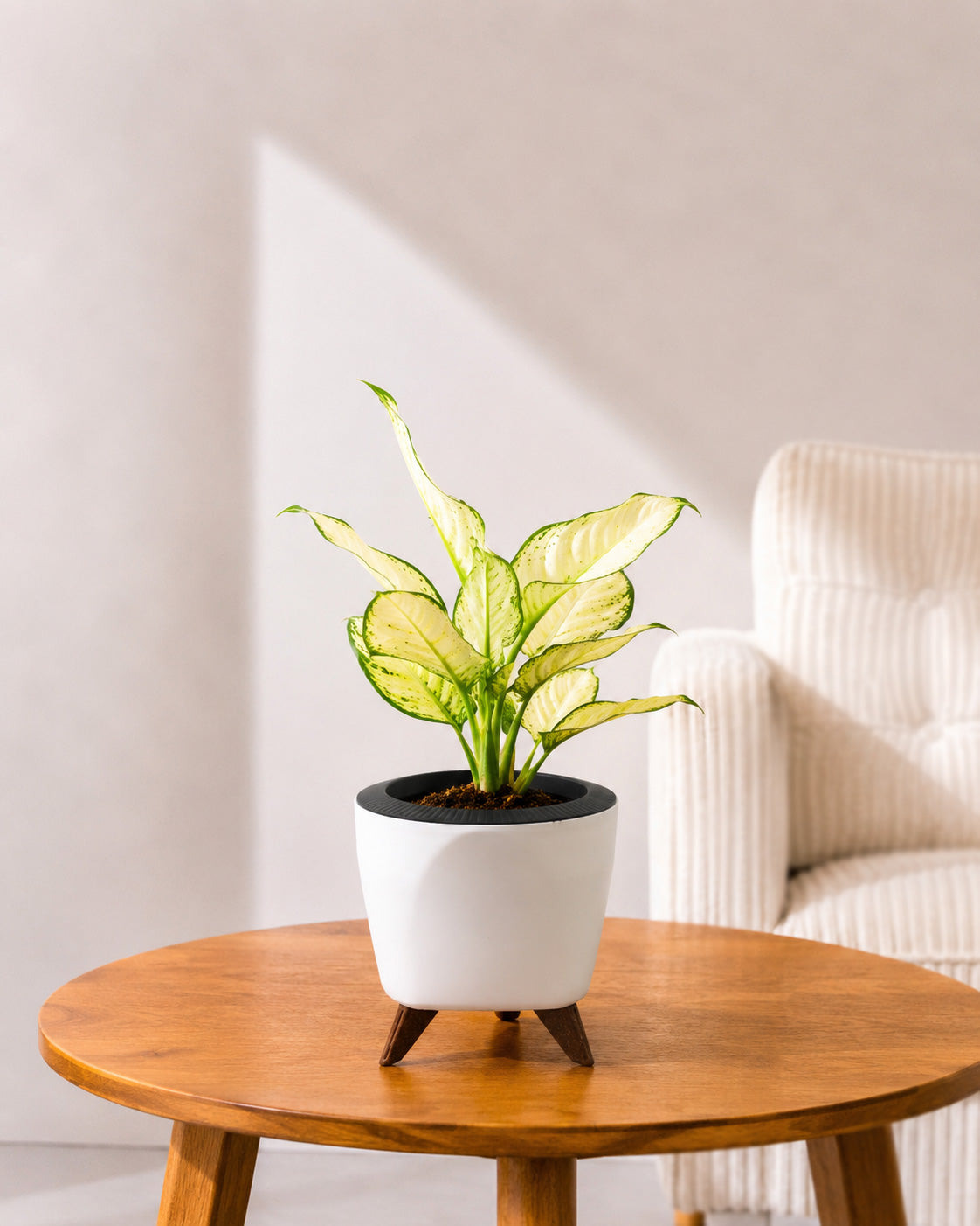 Aglaonema Super White In Self Watering Pot