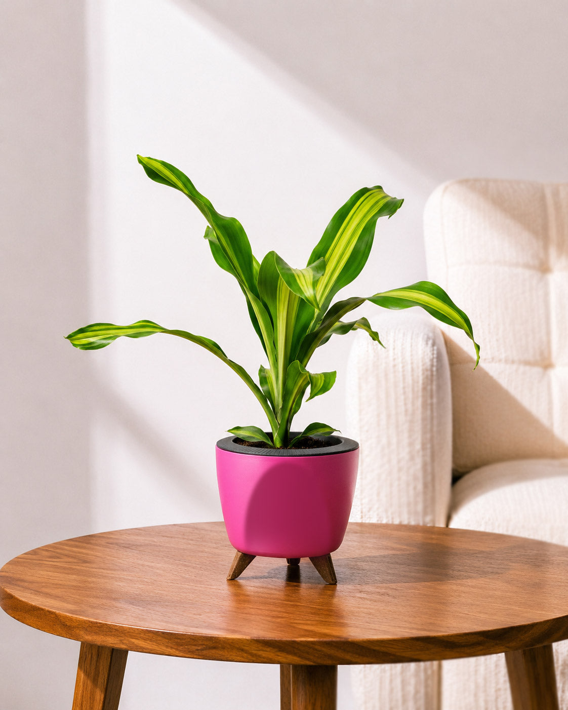 Dracaena Fragrans