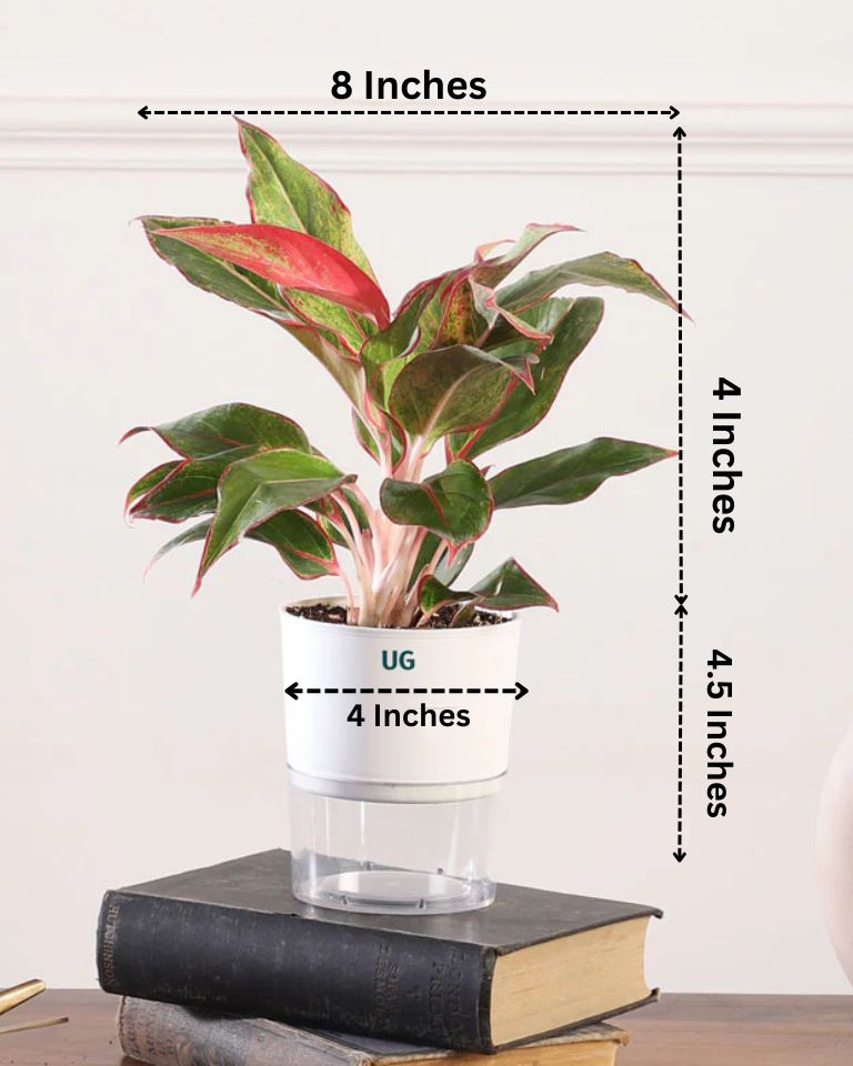 Aglaonema Lipstick In Self Watering Pot