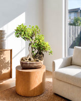 Ficus Microcarpa Bonsai