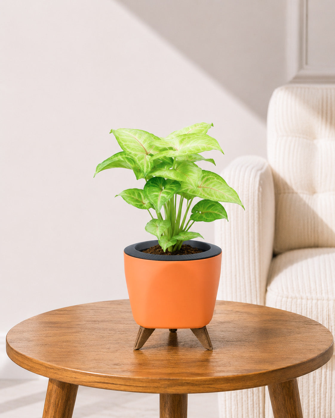 Syngonium Plant in Self-Watering Planter
