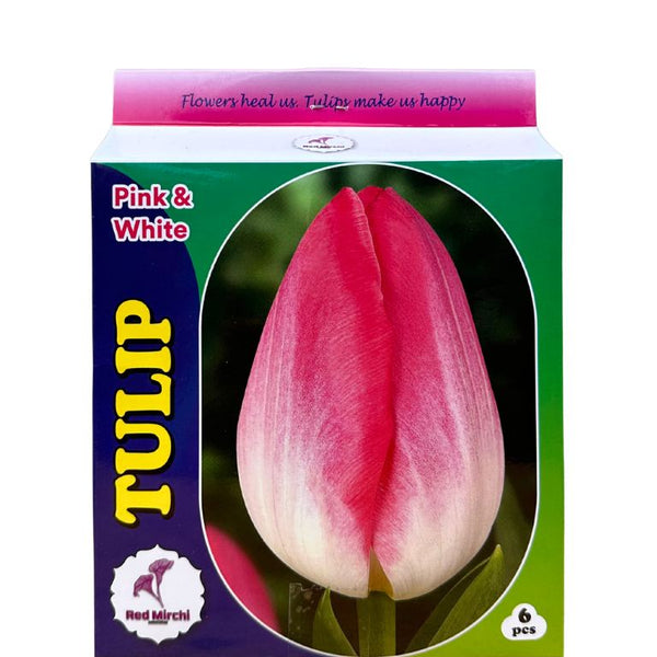 Shop Holland Tulip Bulbs (Pack of 6) online Unlimited Greens unlimitedgreens