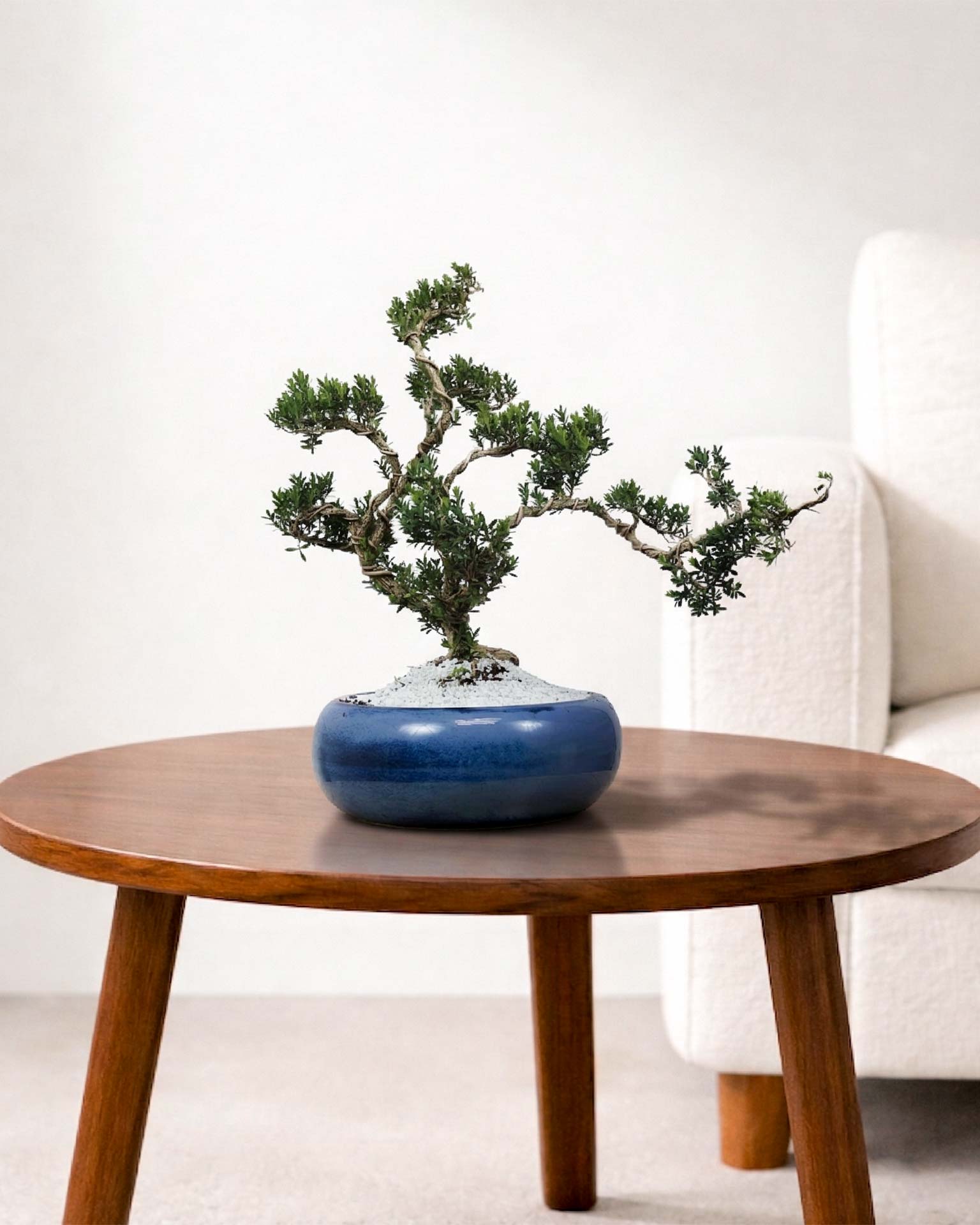 Buxus Sinica Bonsai