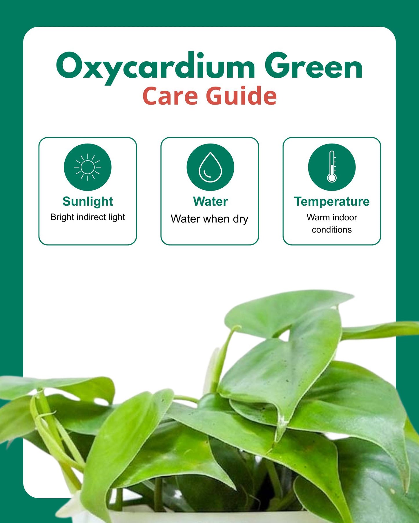 Oxycardium plant