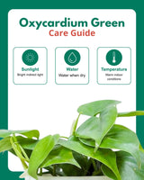 Oxycardium plant